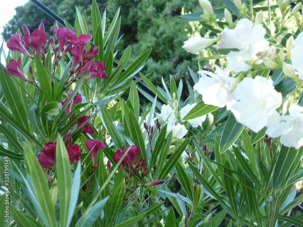 Fototapeta premium Planta con flores rojas y blancas a cada lado