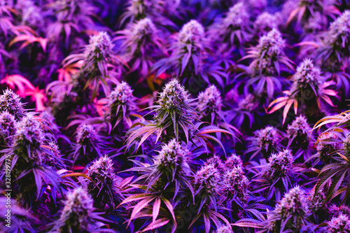 Multiple purple mature indoor medical recreational marijuana cannabis industry plants with large developed cola flowers