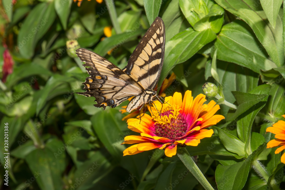 Obraz premium Swallowtail butterfly on stunning Yellow Flame Zinnia flower