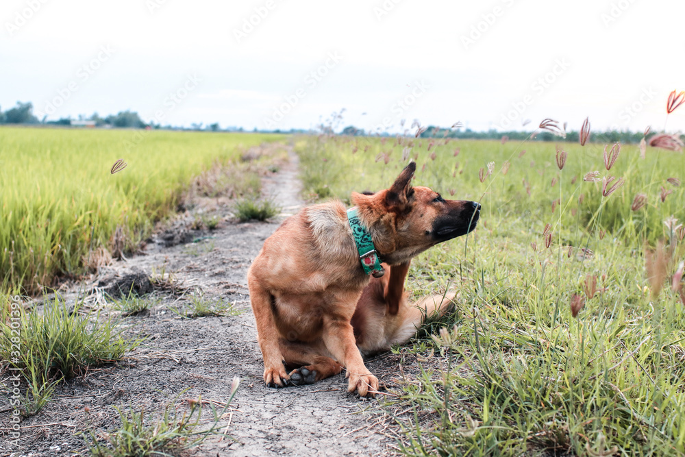 A lonely dog is in path along with golden rice field.Thai dog standing in the paddy rice field in the morning with beautiful sunlight.Thirsty brown dog with black markings on jaw and showing its pink 