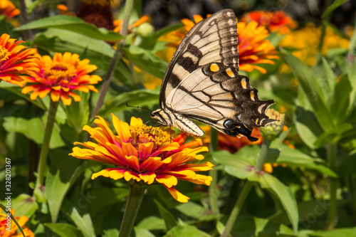Swallowtail butterfly on bright orange Yellow Flame Zinnia flower