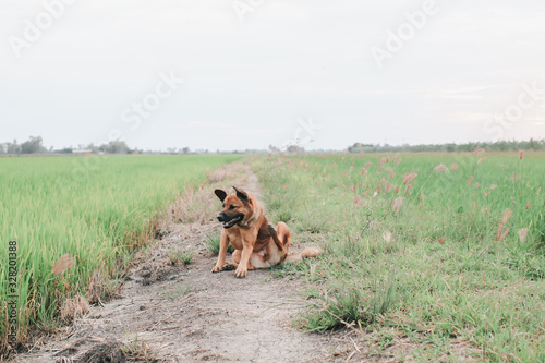 A lonely dog is in path along with golden rice field.Thai dog standing in the paddy rice field in the morning with beautiful sunlight.Thirsty brown dog with black markings on jaw and showing its pink 