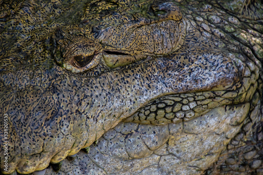 Obraz premium Close up of a caiman ear, crocodile ears