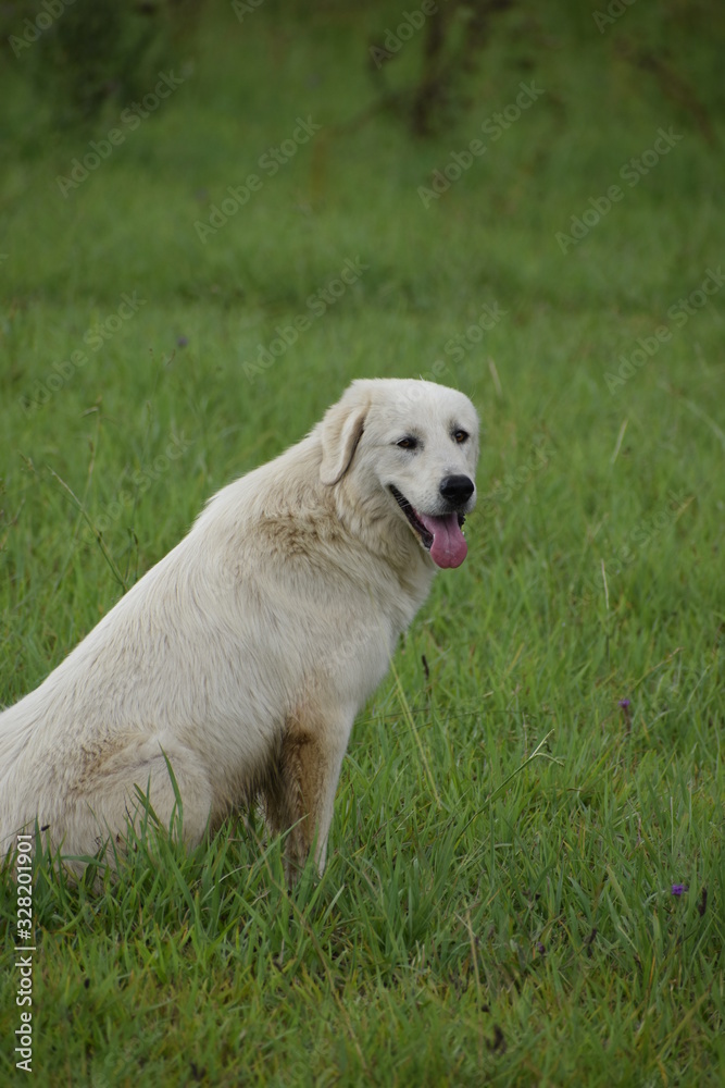 maremma in field maremma in field