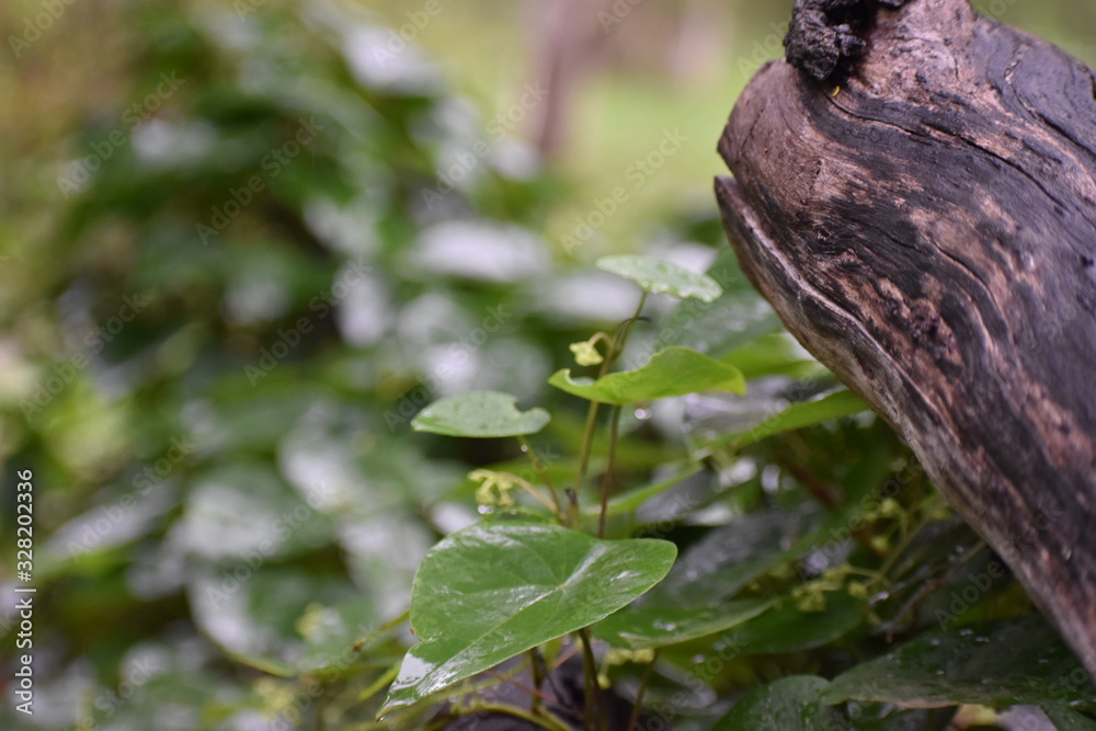 fallen log with vine