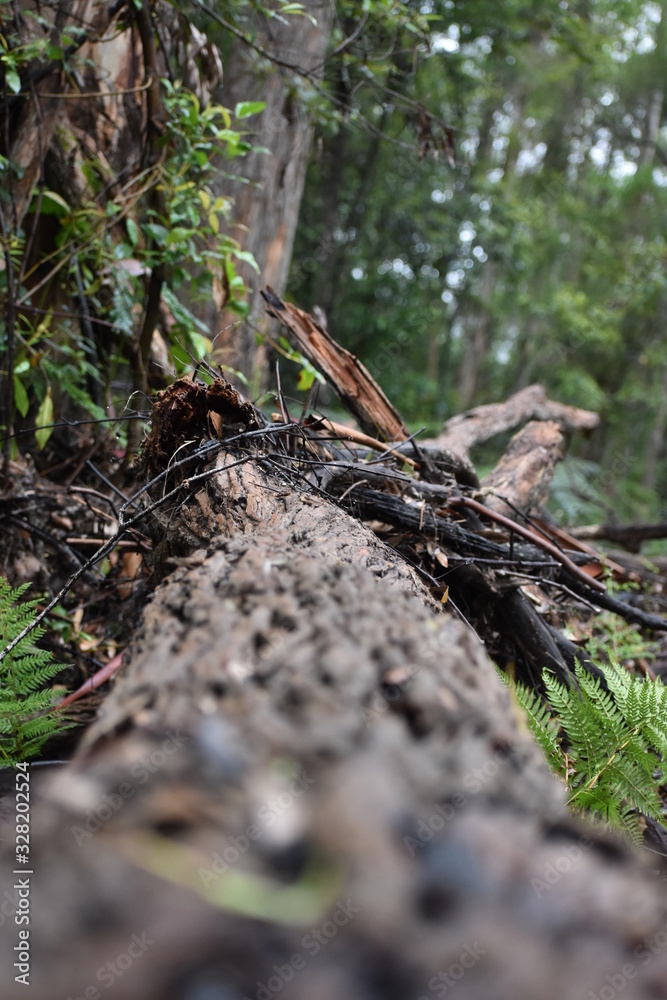 fallen log tree in forest bush fallen log tree in forest bush