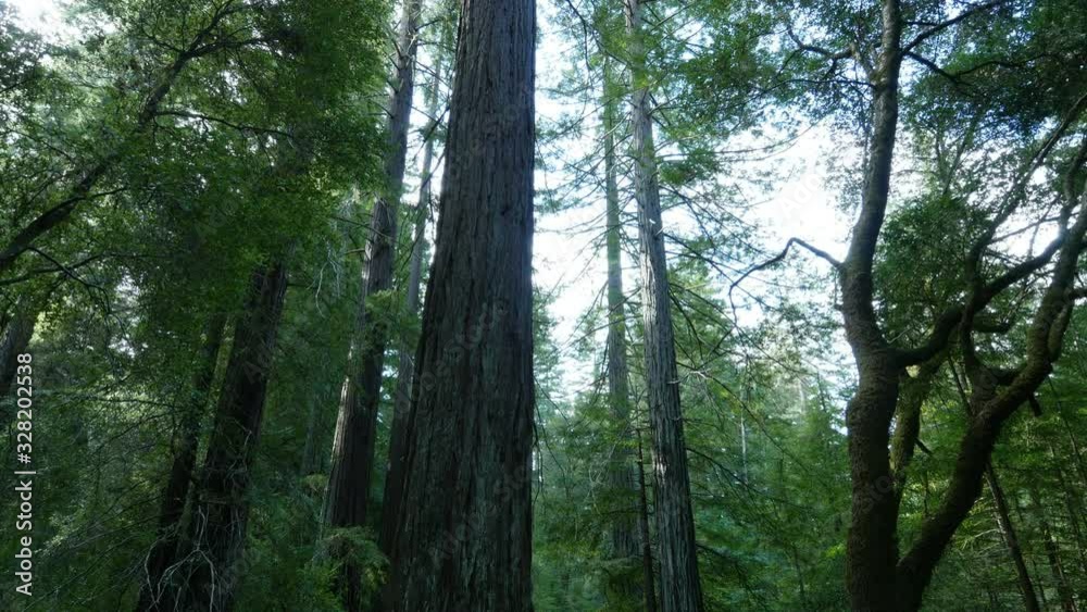 Redwood Forest 3 Axis Dolly Santa Cruz California USA Morning Right Redwood Forest 3 Axis Dolly Santa Cruz California USA Morning Right