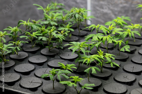 Young fresh cut cannabis clones in a legal medical recreational growing facility photo