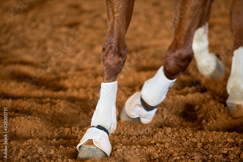 Εκτύπωση καμβά Horse Boots