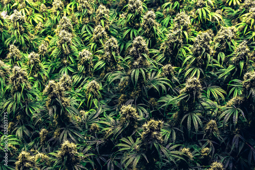 Multiple mature indoor medical recreational marijuana cannabis industry plants with large developed cola flowers and visible developing pistils and trichomes