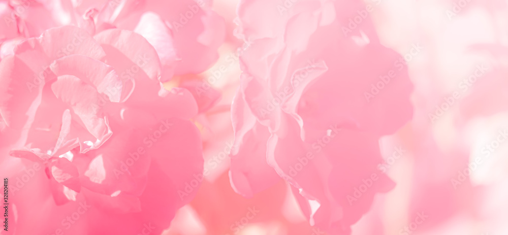 sweet color roses flower in blur style for background pattern texture