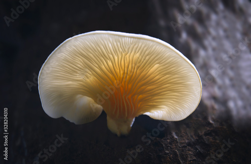 Mushroom in The Forest