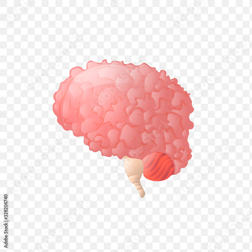 Brain. Human internal organ realistic
