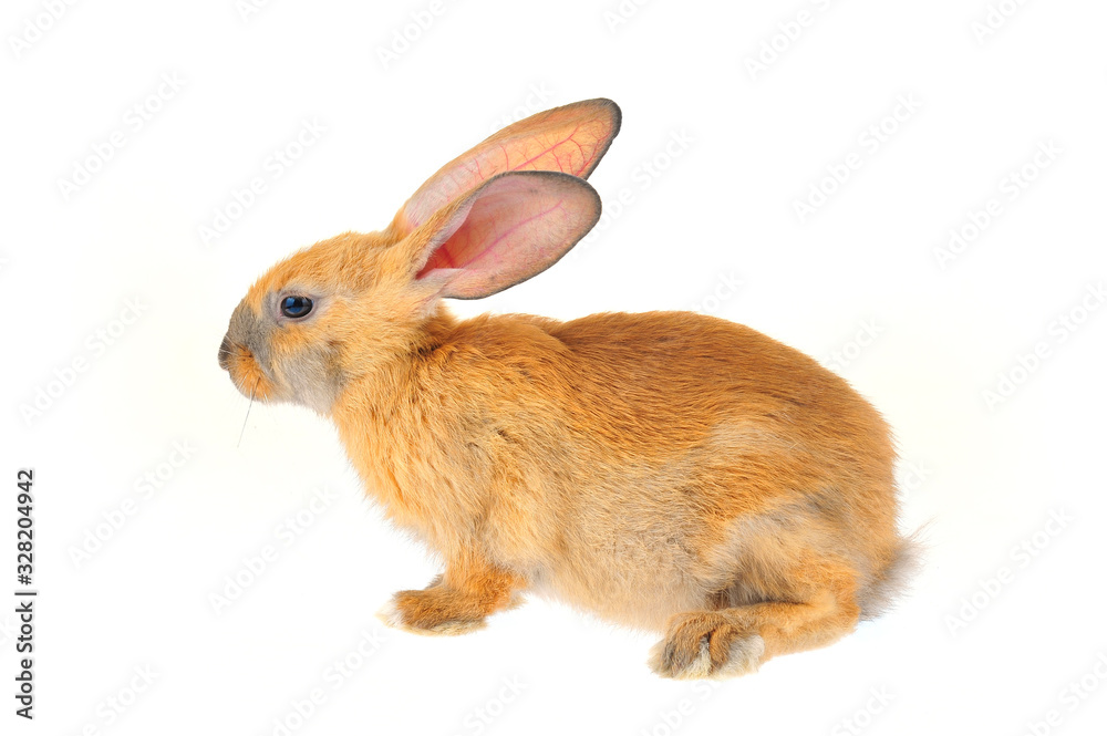 The rabbit in a white background