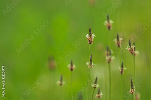 ヘラオオバコの花