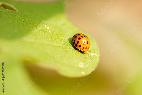 Orange Ladybug also known as Halyzia sedecimguttata. photo