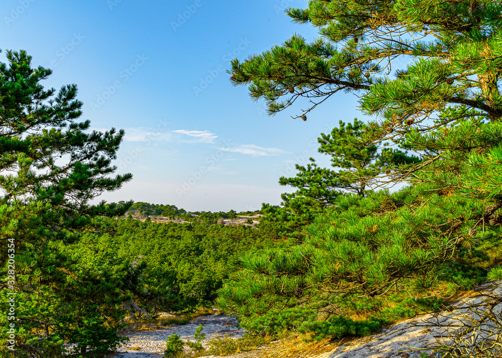 Pine forest on dunes, Ecoregion pine wasteland, Cape Cod Massachusetts, US Pine forest on dunes, Ecoregion pine wasteland, Cape Cod Massachusetts, US