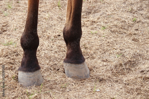 Back legs of brown horse and light brown ground.