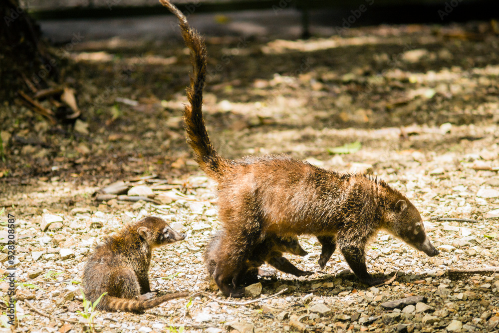 Coati mother out with her two young Coatimundi pups enjoying a family ...