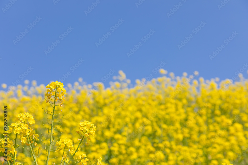 菜の花と青空　背景素材