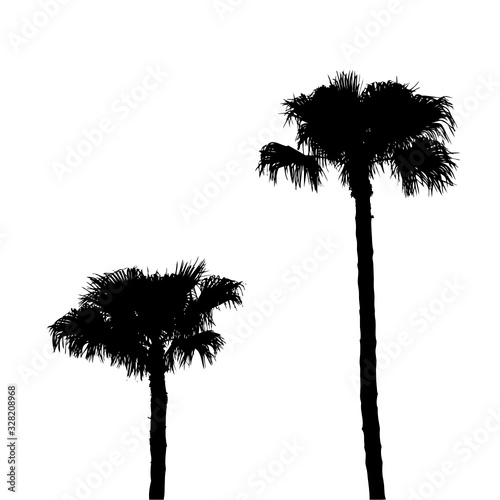 palms