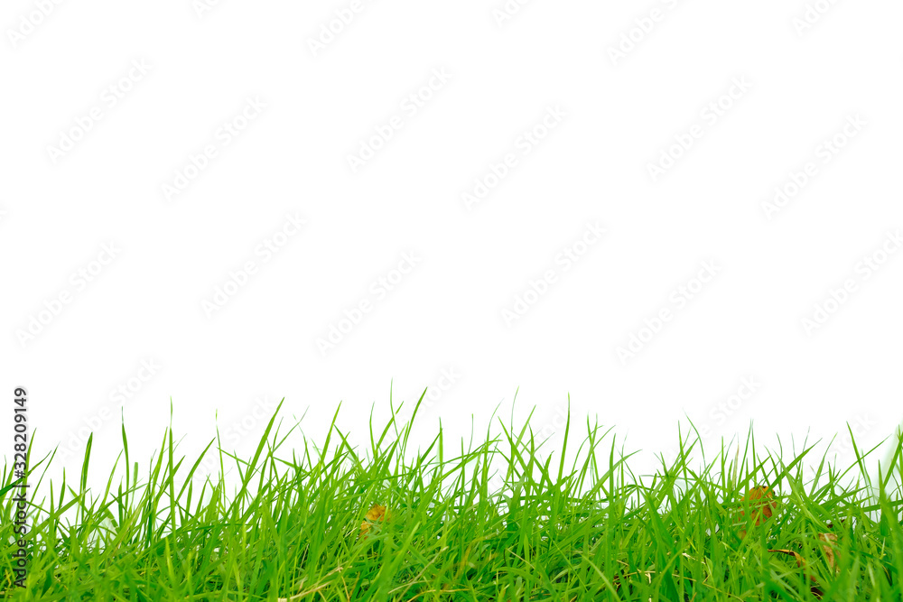Perfect grass, natural green White background Perfect grass, natural green White background