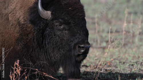 Bison Bull resting on the prairie