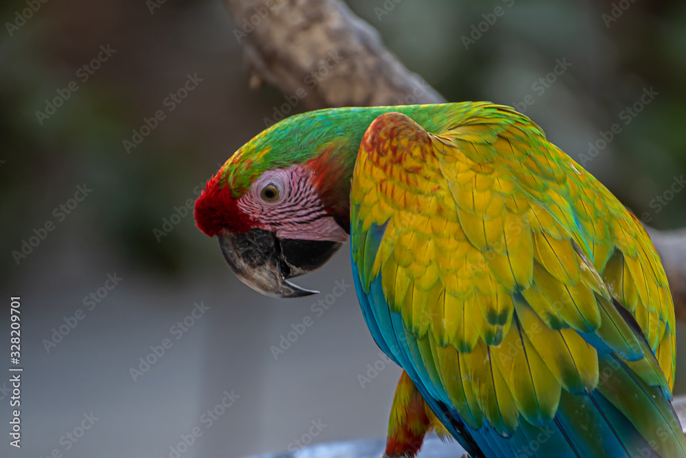 Close-up of a green macaw
