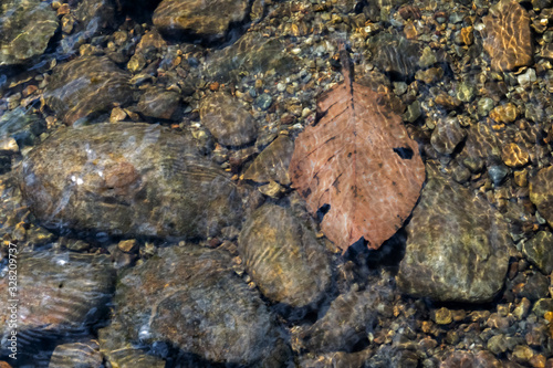 brow leaf underwater  fresh nature wallpaper background