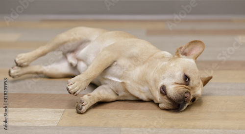 French Bulldog Lying and Rolling on Hardwood Floor. Young Frenchie Male Resting in Style.