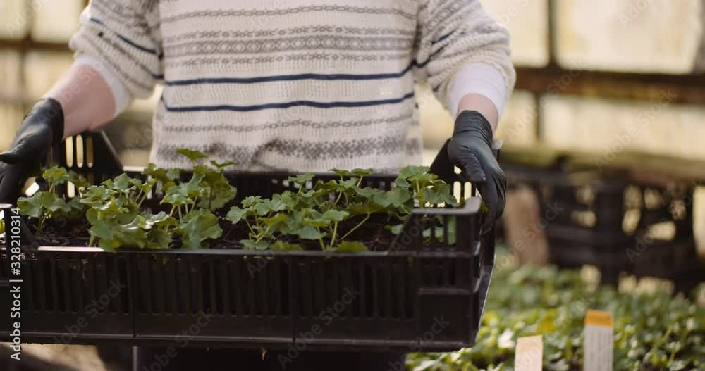 geranium cuttings in greenhouse Agriculture