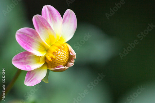A beautiful and delicate dahlia, the pink petals partly open to reveal a vibrant textured yellow centre.