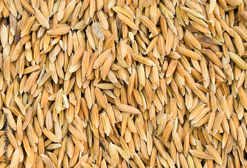Jasmine rice grain photo