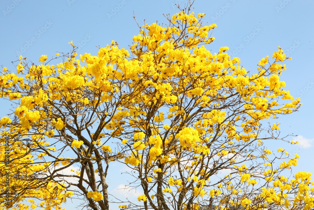 Indian yellow flowers Blossom on the tree follows the Bengals look natural. Indian yellow flowers Blossom on the tree follows the Bengals look natural.