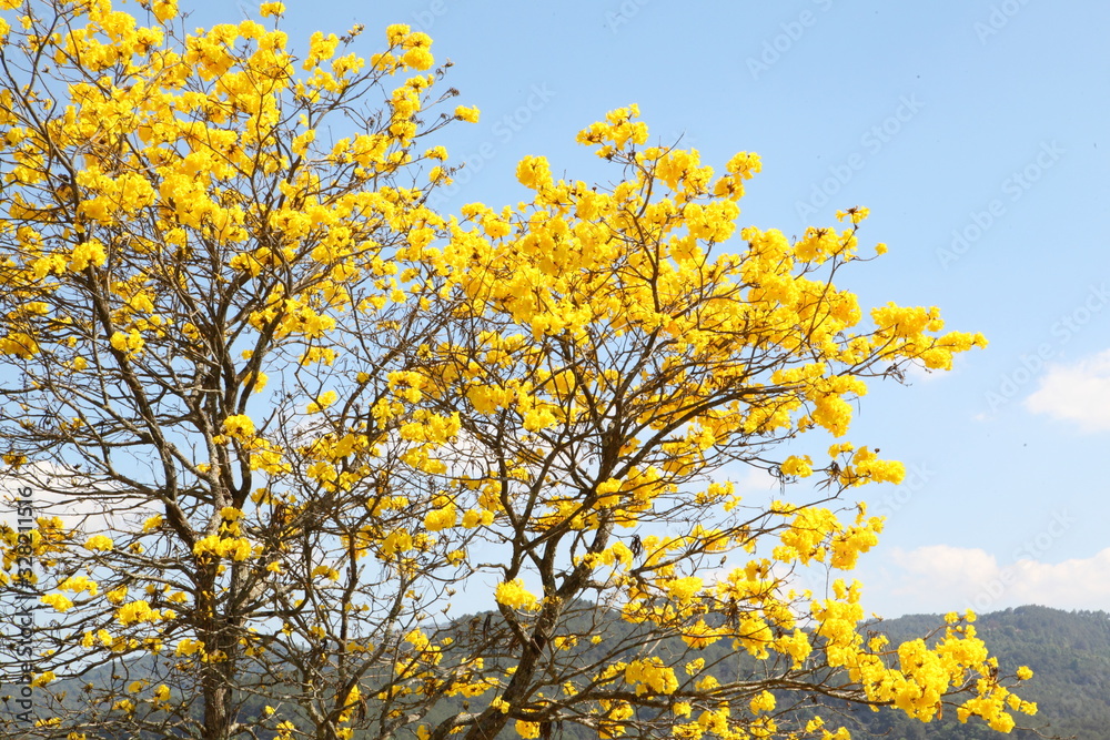 Fototapeta premium Indian yellow flowers Blossom on the tree follows the Bengals look natural.