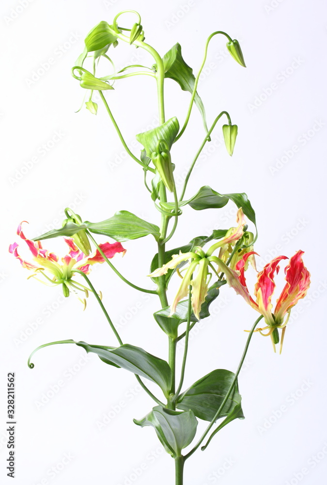 Gloriosa flower isolated on white background