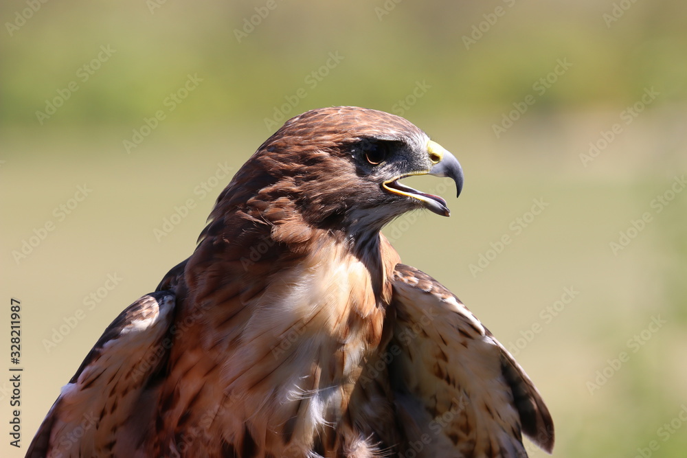 Obraz premium Majestic red-tailed Hawk bird of prey with beak open profile