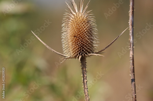 Prickly dried thistle teasel seed pod close-up