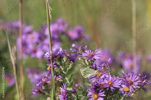 Fototapeta Naklejka Na Ścianę i Meble -  Small butterfly pollinating purple flowers