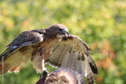Wings spread red-tailed hawk with falconer outdoors