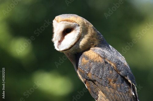 Beautiful barn owl outside in daytime background