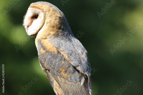 Perched barn owl outdoors background