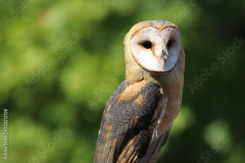 Beautiful barn owl with heart shaped face background