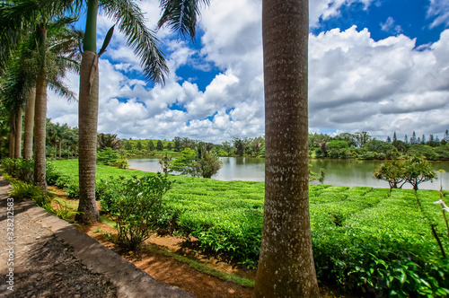 The view at the growing Bois Cheri tea plantation through some trees. photo