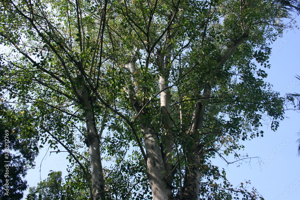 Ficus religiosa tree or