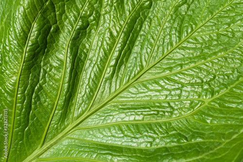 Wallpaper Mural Beautiful green natural surface of the leaf full of texture for background Torontodigital.ca