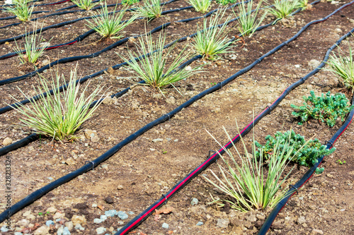 Obraz na plátne Drip irrigation system installation
