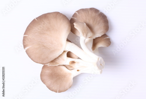 Oyster Mushroom-Pleurotus ostreatus, This image is available for clipping work.