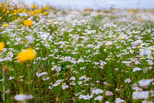 Panoramic view of the blooming chamomile field. Wildflowers close-up. Cloudy blue sky. Setomaa, Estonia photo