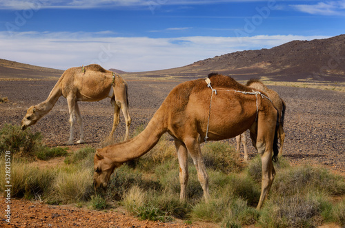 Berber Dromedary camels in diapers grazing on sage brush in Tafilalt basin Morocco